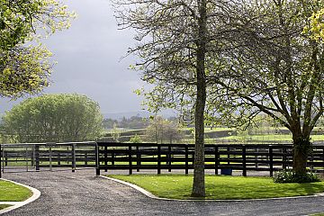 View across to yearling paddocks