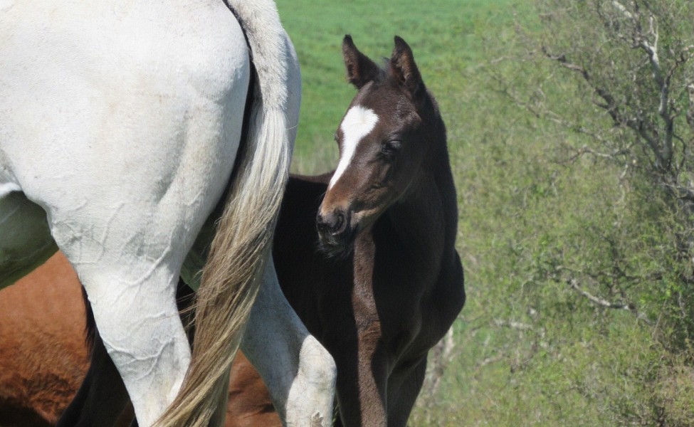 foal