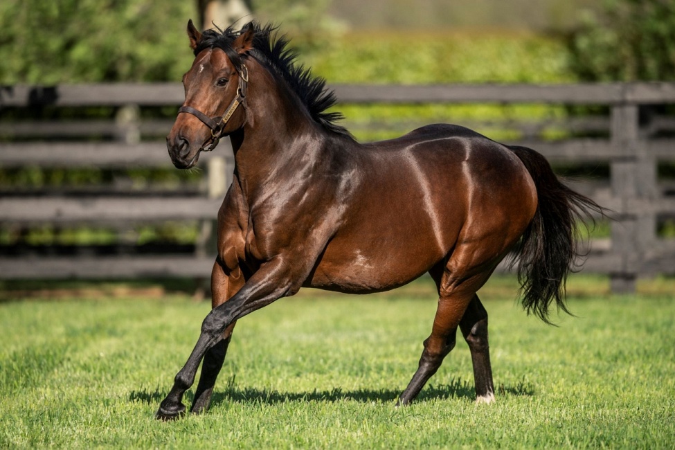 Ribchester returning in 2023 Haunui Farm