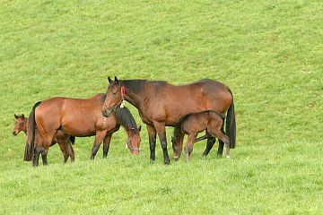 Mares and Foals at Whitford