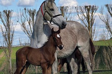 Ribchester ex Contessa Belle B, C.