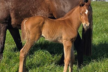 Almanzor ex Granadilla Ch, C.