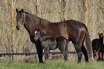 Profondo ex Snitz of Time Br, C