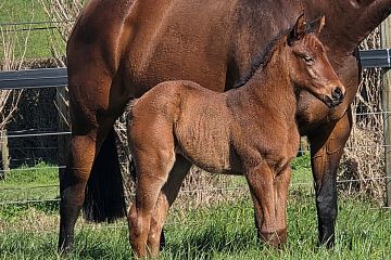 Almanzor ex Maleeka Blues B, F.