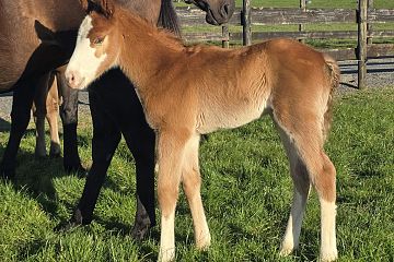 Mr Mozart ex Carlisle Bells Ch, C.