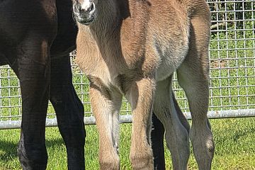 Paddington ex Tinnelly 25 B, F.