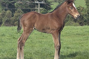 Super Seth ex Rosa Vernans, B C.