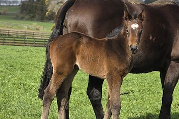 Proisir ex Orchids, B F.