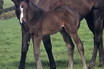 Ribchester ex Nailed It, B/Br C.