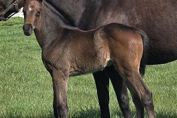 Wrote ex La Bella Sol B, C.