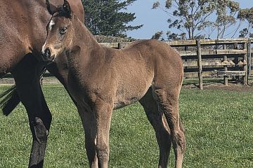 Ace High ex Viscountess B,F.