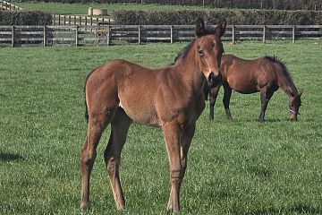 Proisir ex Divici Belle B, F.