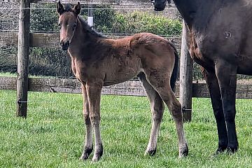 Hello Youmzain ex Our Kismet B,F.