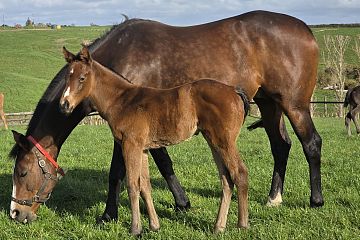 Hello Youmzain ex Graciano B,F.