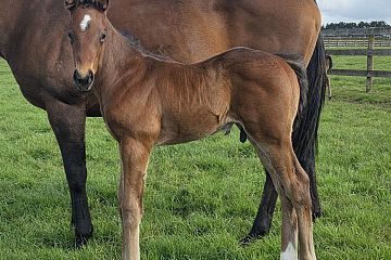 Satono Aladdin ex A touch of Ruby B, C.