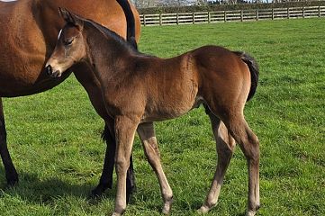 Pierata ex Supreme Idea Br, C.