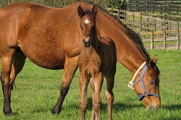 Ribchester ex Arabian Night B, C.