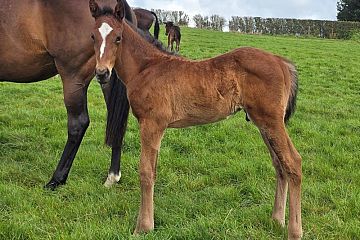 Super Seth ex Darkest B, C.