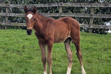 Ribchester ex Midnight Special B, C.