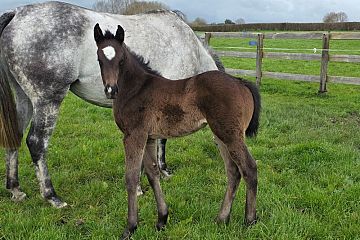 Ace High ex Cream Br, F.