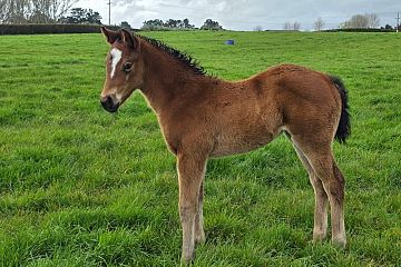 Super Seth ex Landscaped B, F.