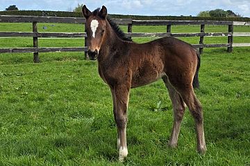 Satono Aladdin ex Vanuatu B, F.