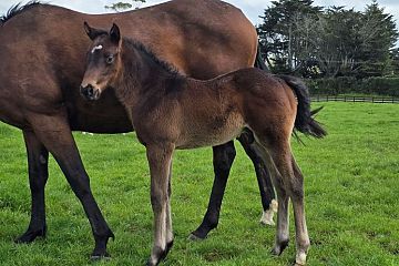 Per Incanto ex Spirit of Gold B/Br, C.