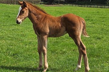 Super Seth ex Stormy Elect Ch, C.