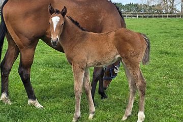 Alabama Express ex Toffee Tongue B, F.