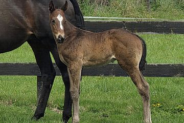 Ribchester ex Grand Theft Auto B, C.