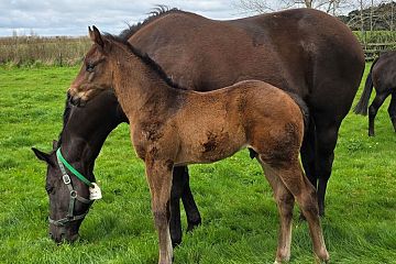 Almanzor ex Belle Moi B, C.
