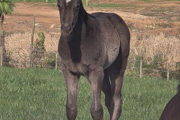 Ace High ex Verstappen Br/Blk, C.