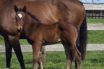 Shamexpress ex Appellant B, C.