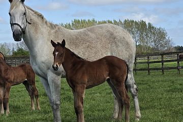 Santos ex Ataahuadreamsarefree B, F.