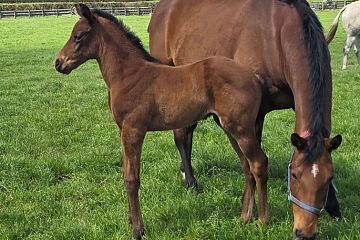 Almanzor ex St Gallen B, C.