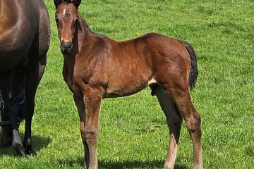 Super Seth ex Cut to the Chase B, C.