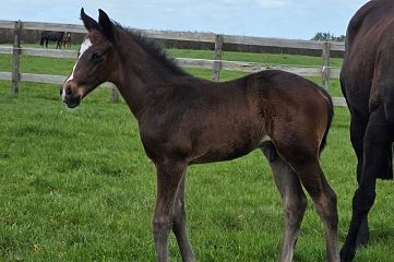 Ribchester ex Silhouette Noire B, C.
