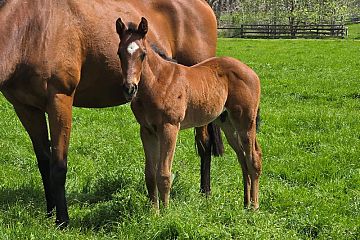 Almanzor ex The Twinkling B, C.