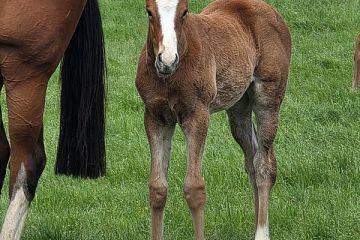 Super Seth ex Garden of Swans B, F.