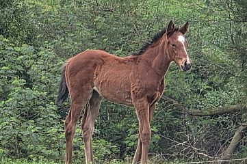 Mr Mozart ex Hot As B, F.