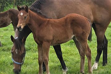 Super Seth ex Perfect Lyric, B F.