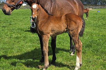 Mr Mozart ex O'Pristine B, F.