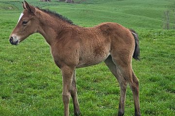 Super Seth ex Bronte Walk B,F.
