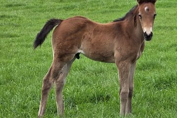 Proisir ex Sommelier 25 B, C.