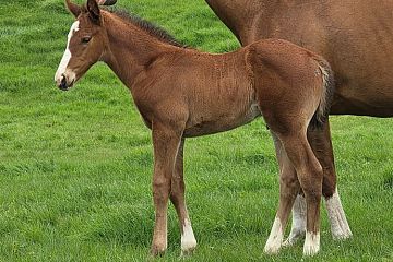 Ribchester ex Colleraine  B, C.