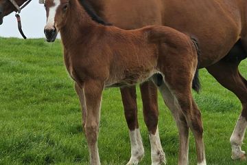 Wrote ex Sunny Lady B, C.