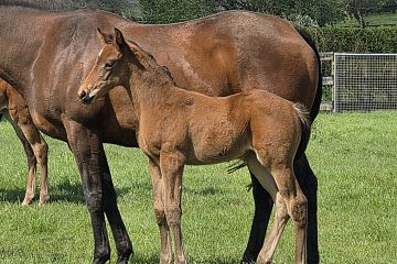 Profondo ex Girl of My Dreams B, F.