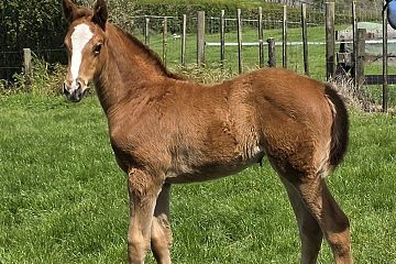 Super Seth ex Circe Ch, F.