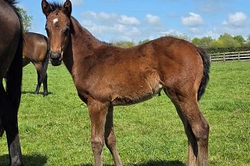 King of Comedy ex Winsiff B, F.