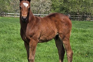 Tassort ex Kissy for Leslie B, C.